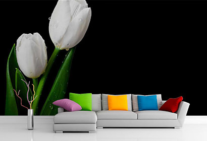 Fototapeta Biely tulipán